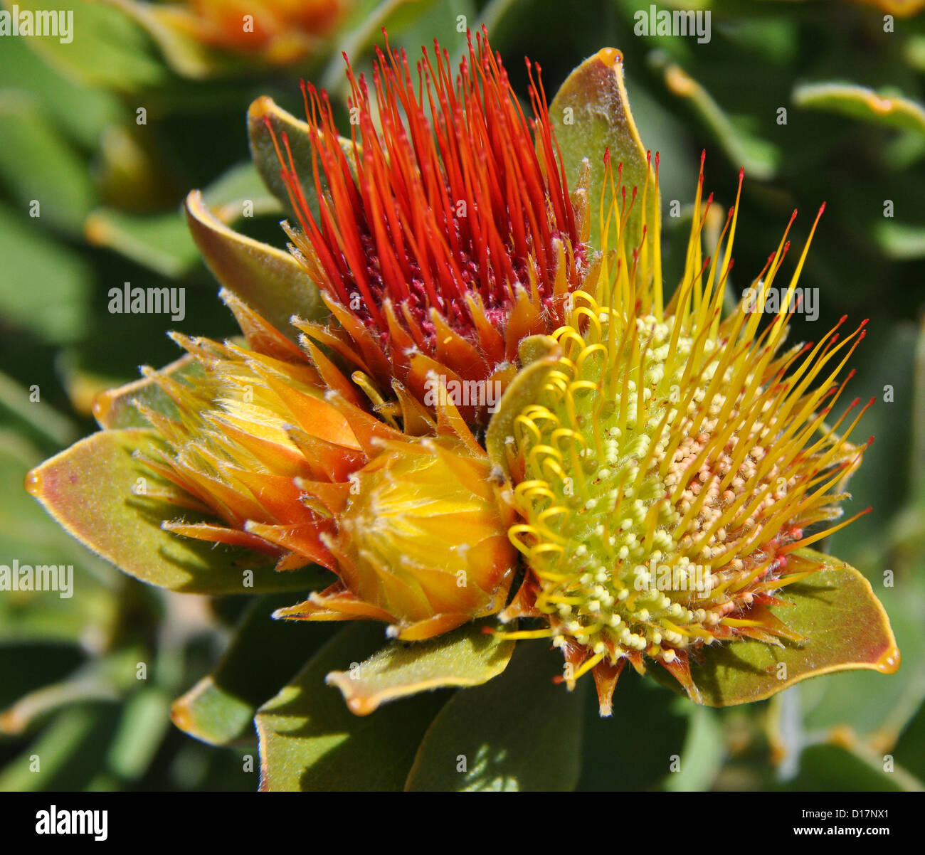 Orange pincushion flower hires stock photography and images Alamy