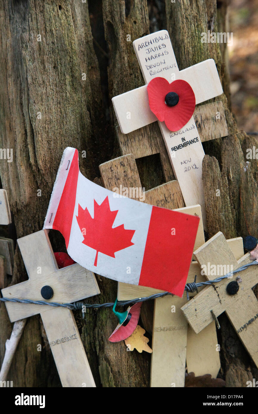 WW1 original shell-blasted tree and crosses with poppies at Sanctuary ...