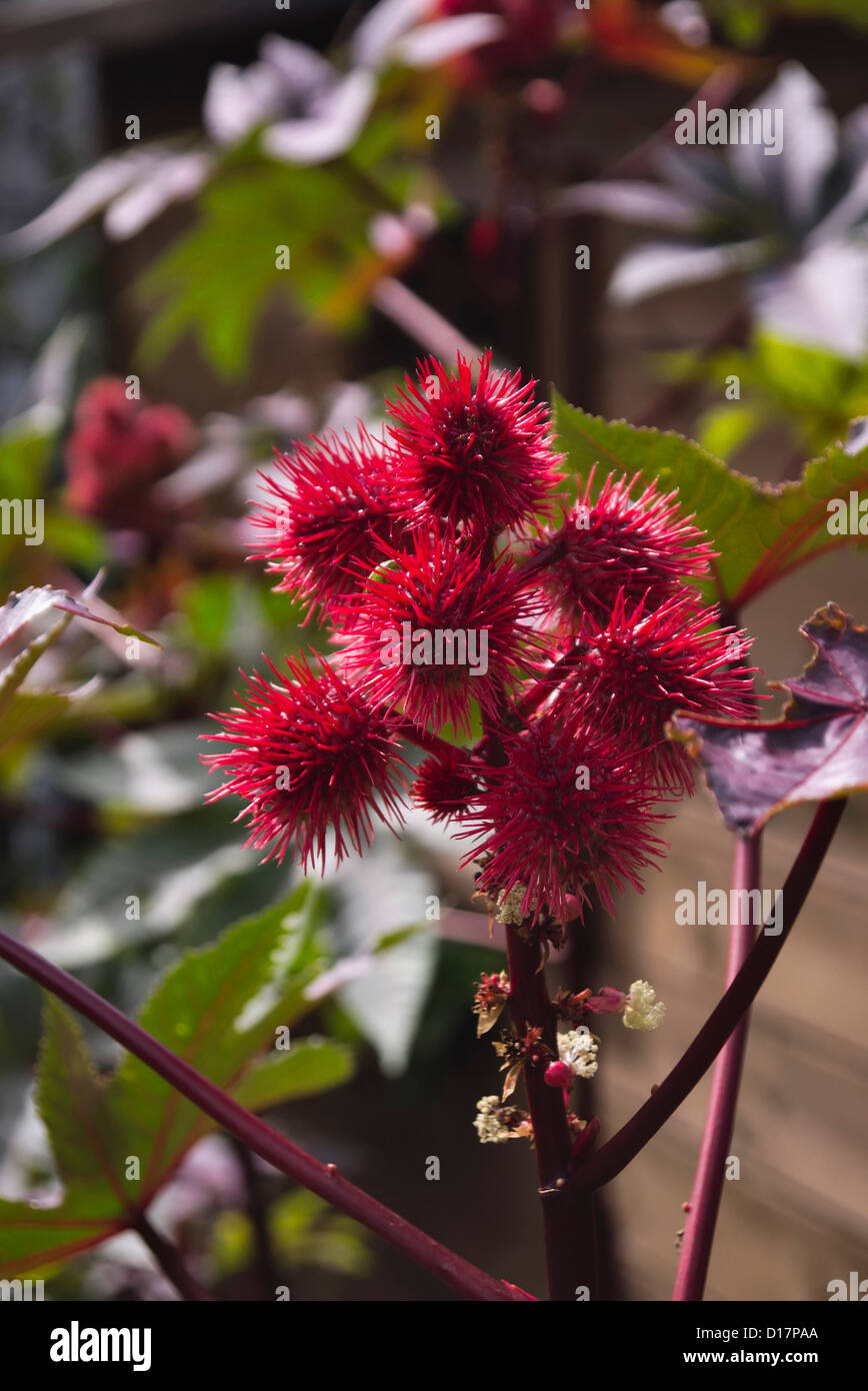Castorbean ricinus communis hires stock photography and images Alamy