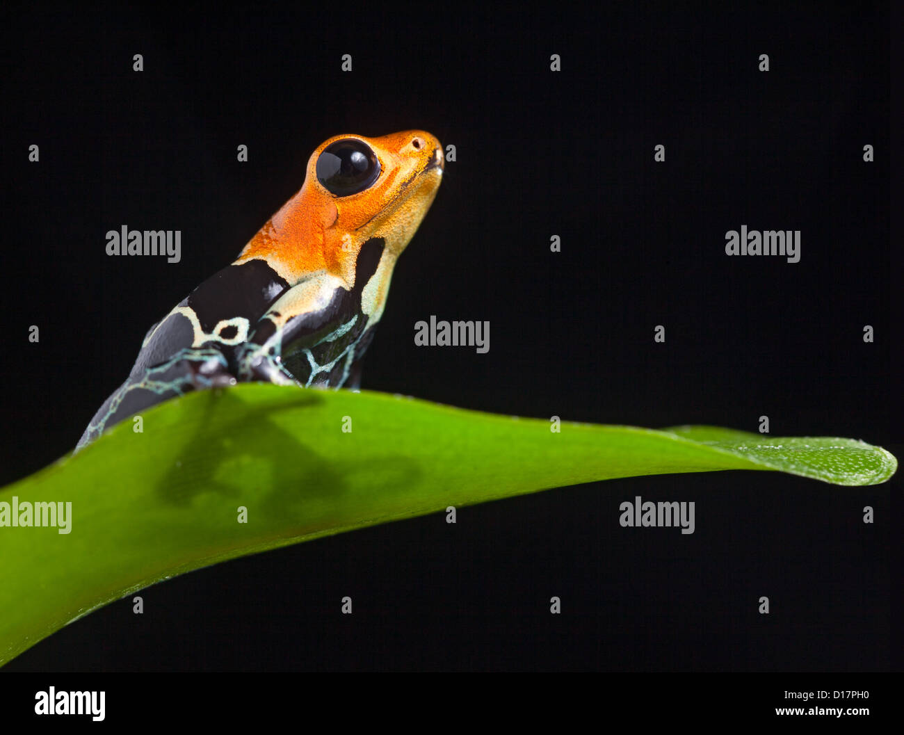 red poison dart frog in tropical Amazon rain forest of Peru small terrarium pet animal of exotic rainforest Stock Photo