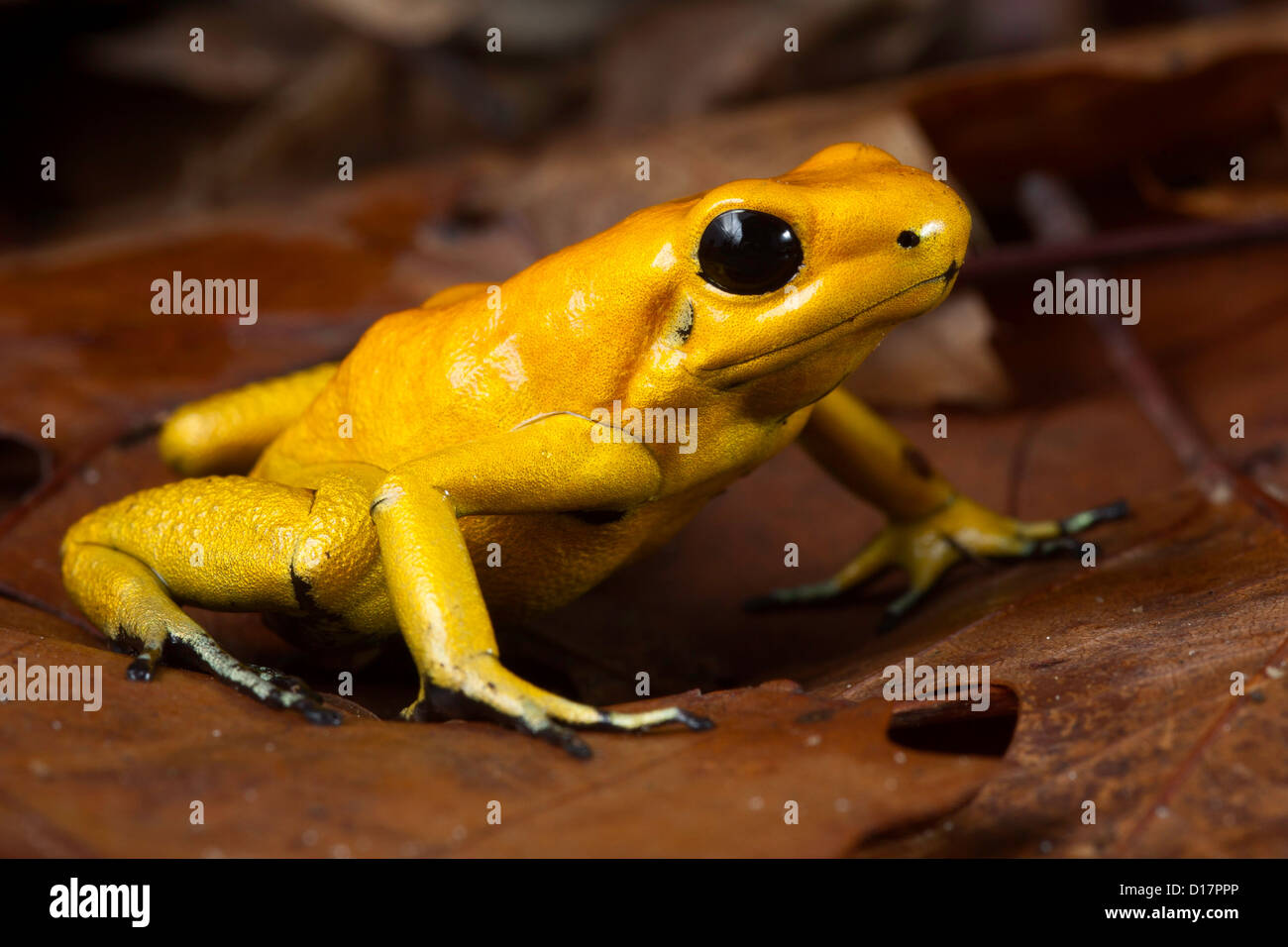 poison dart frog Phyllobates terribilis poisonous animal of tropical Amazon rain forest Colombia Stock Photo