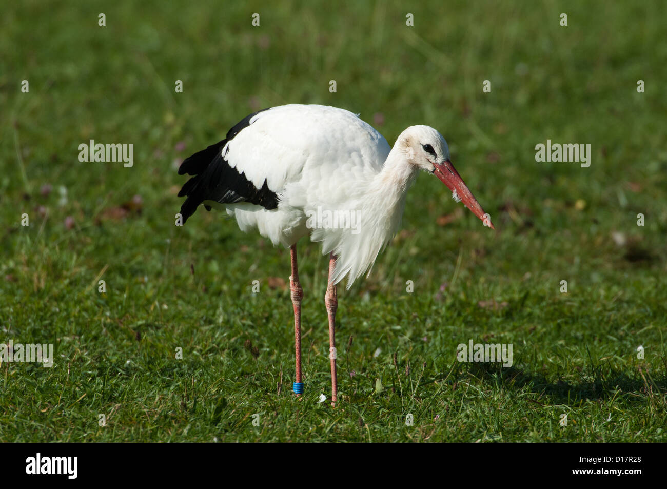 Weißstorch (Ciconia ciconia) White Stork • Ostalbkreis, Baden-Wuerttemberg, Deutschland, Germany Stock Photo