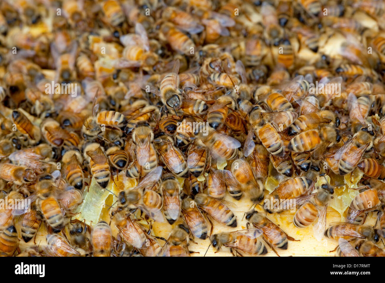 A colony of bees in a beehive. Stock Photo