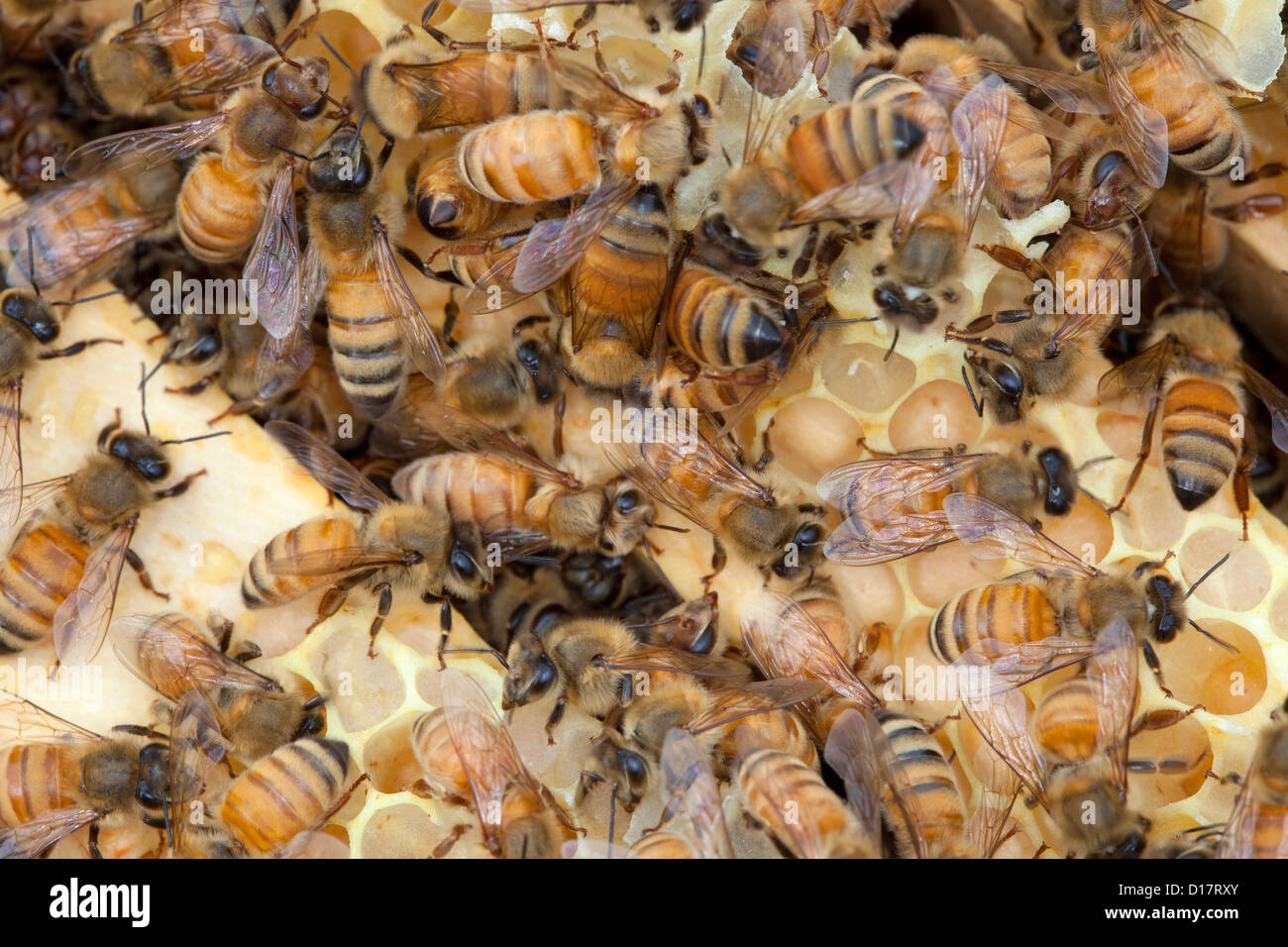 A colony of bees in a beehive. Stock Photo