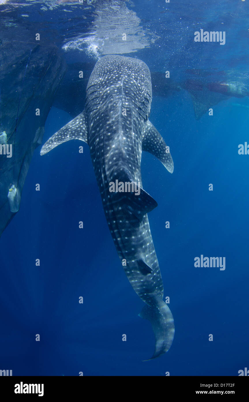 A whale shark, Rhincodon typus, feeds on small fish being fed to it from a fisherman on a bagan, Cendrawasih Bay, Indonesia Stock Photo