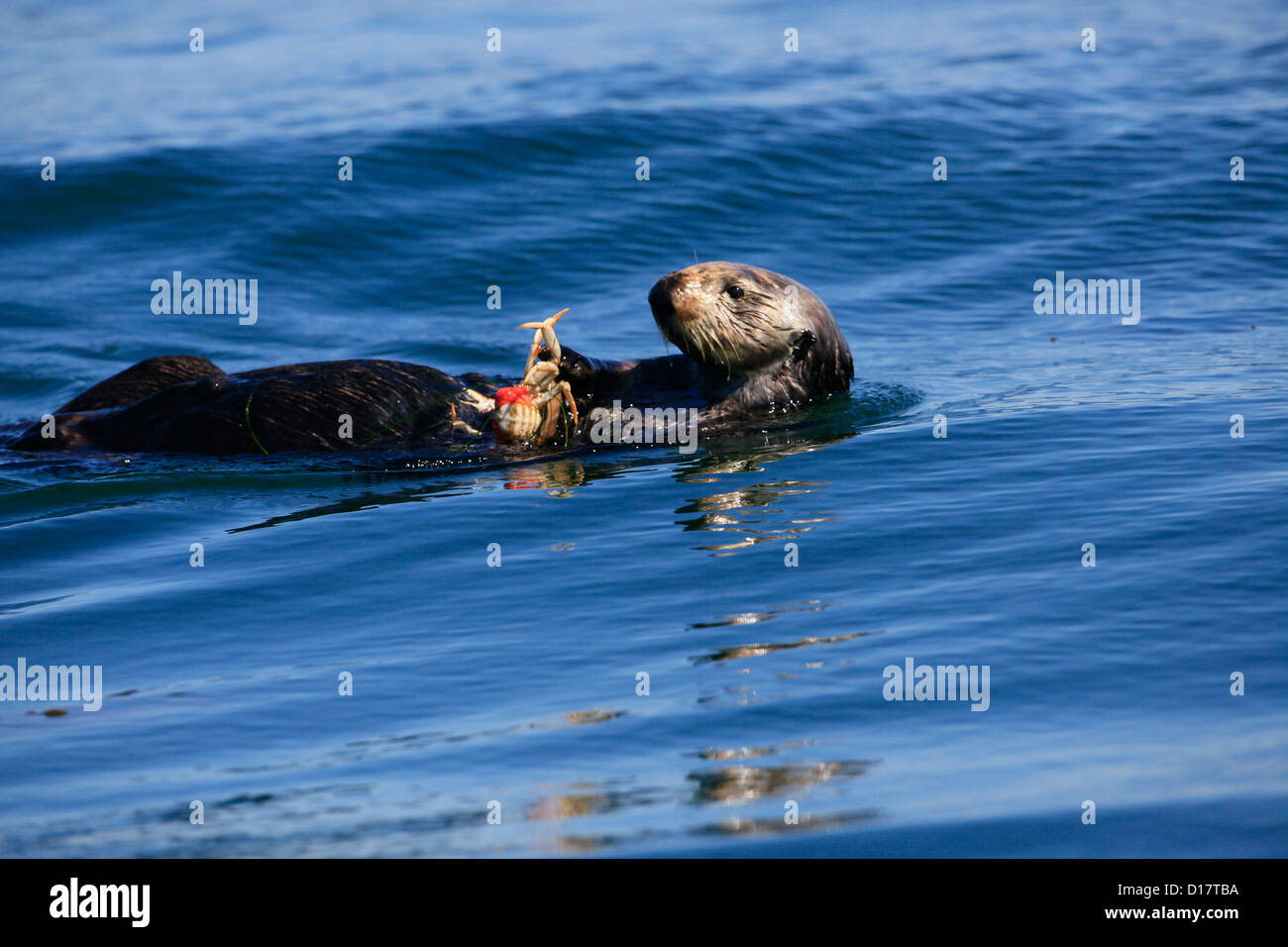 A southern sea otter (Enhydra lutris nereis) in Elkhorn Slough, California. Stock Photo
