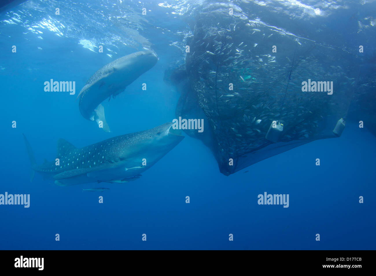 A whale shark, Rhincodon typus, feeds on small fish being fed to it from a fisherman on a bagan, Cendrawasih Bay, Indonesia Stock Photo