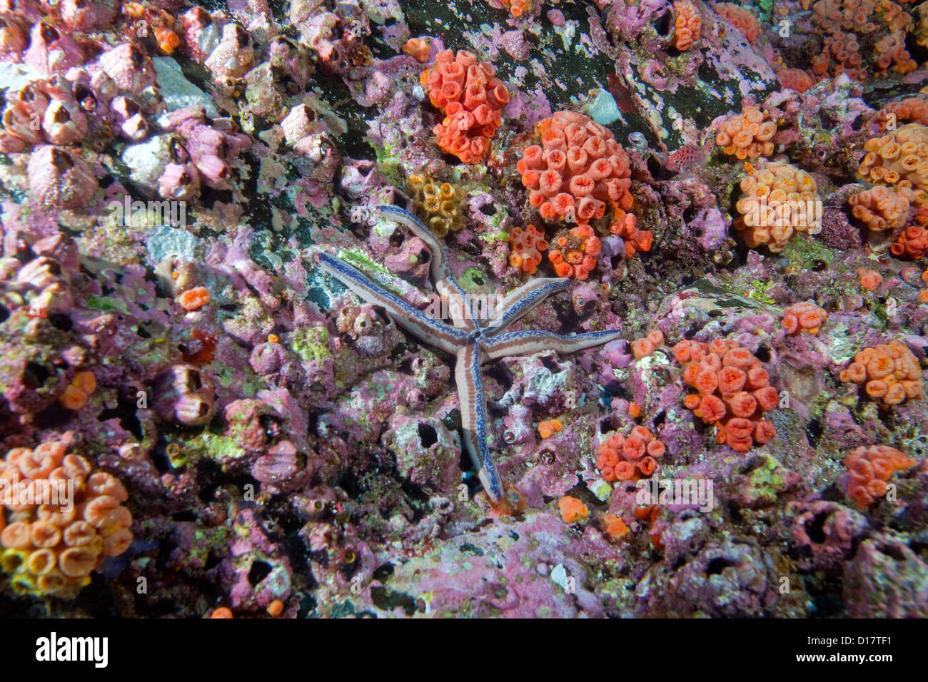 A sea star blends in on a coral reef at the Cocos Island off the coast of Costa Rica. Stock Photo