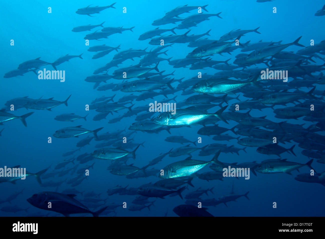 Cocos island hires stock photography and images Alamy