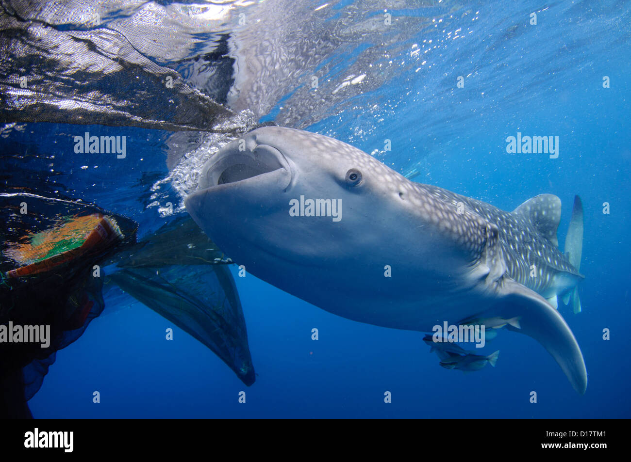 A whale shark, Rhincodon typus, feeds on small fish being fed to it