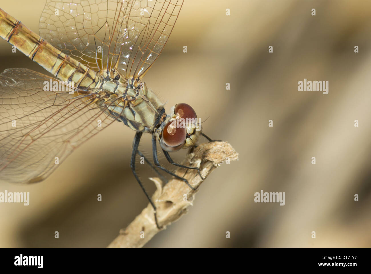 Dragonfly, perched on a branch. Stock Photo