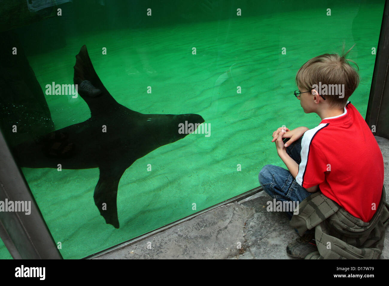 Prague Zoo Child watch the floating Sea Lion Stock Photo