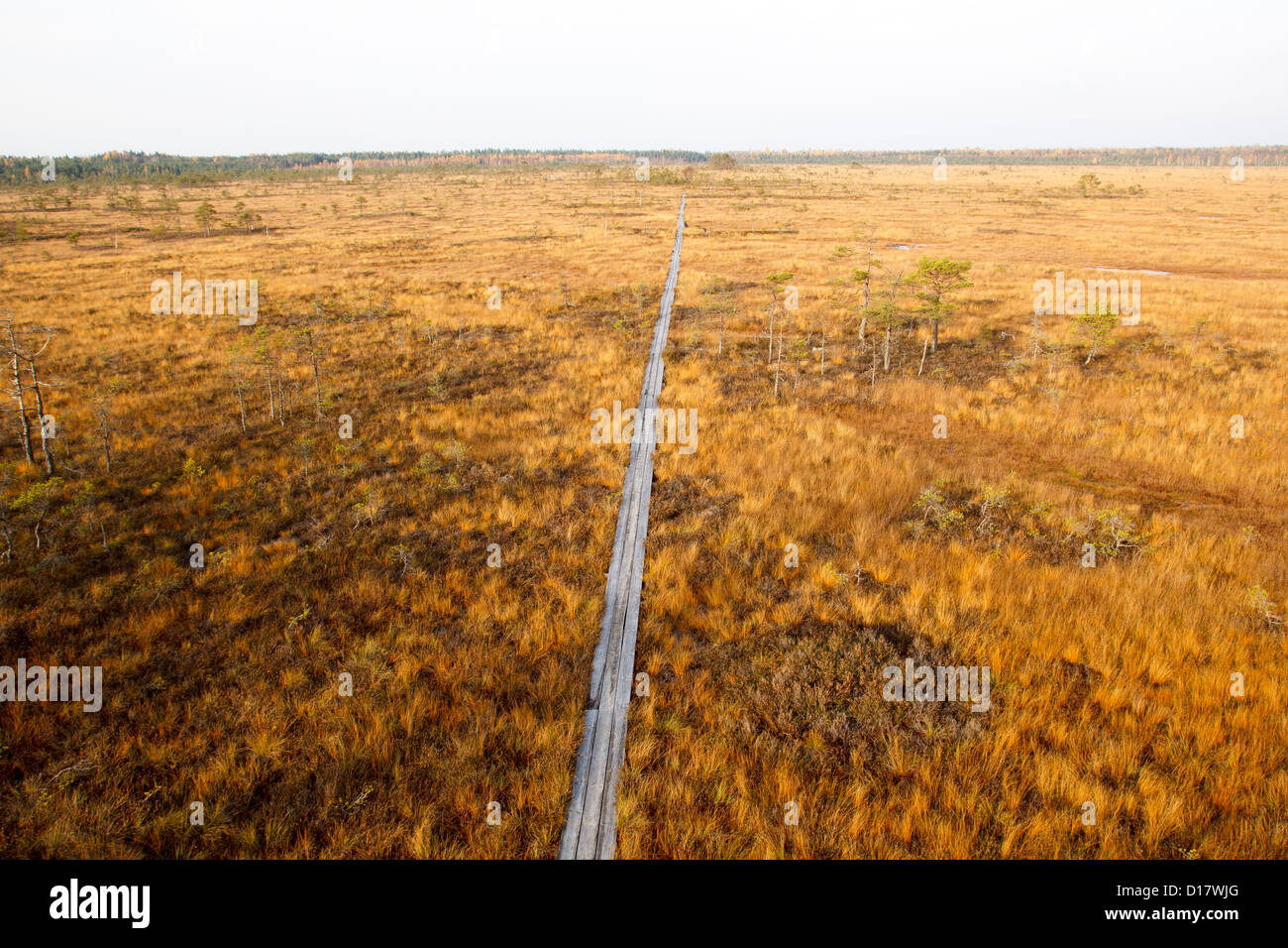 Bog in sunny autumn day.  Vasenieku Purvs is a swamp in Latvia, Europa Stock Photo