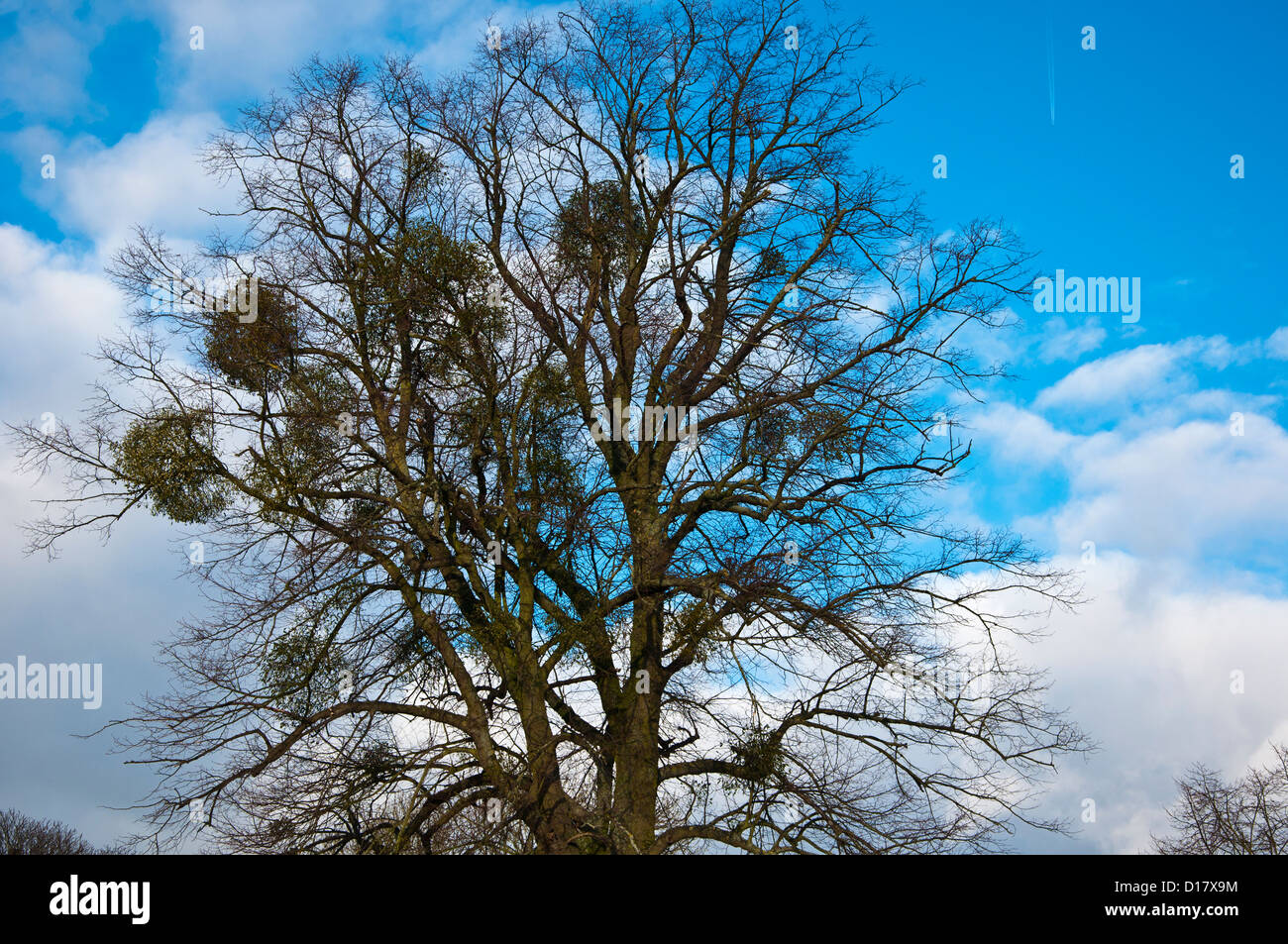 Mistletoe (Viscum album) growing on a large tree winter December Stock Photo