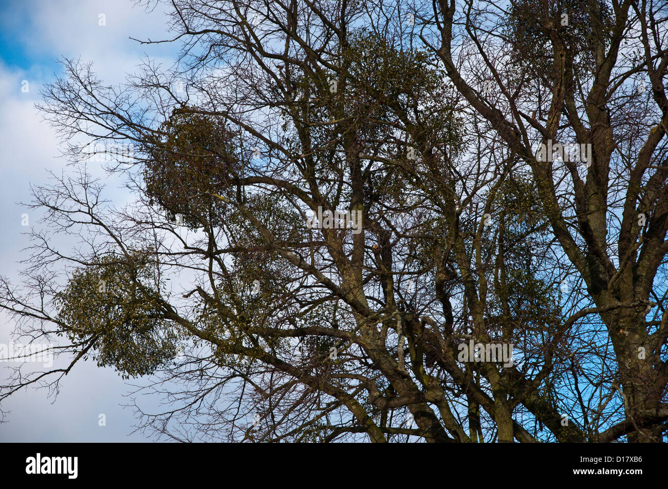 Mistletoe (Viscum album) growing on a large tree winter December Stock Photo