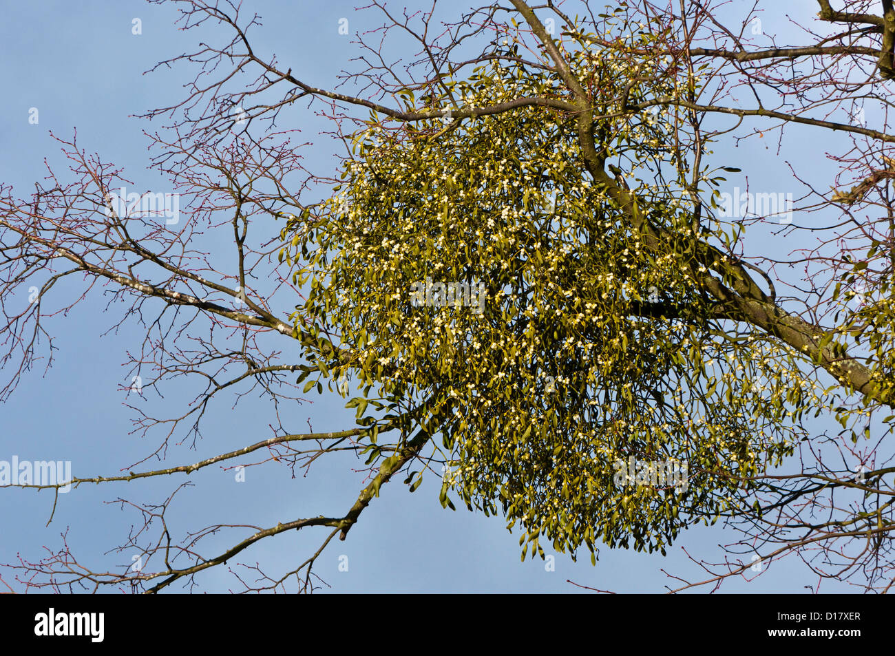 Mistletoe (Viscum album) growing on a large tree winter December Stock Photo