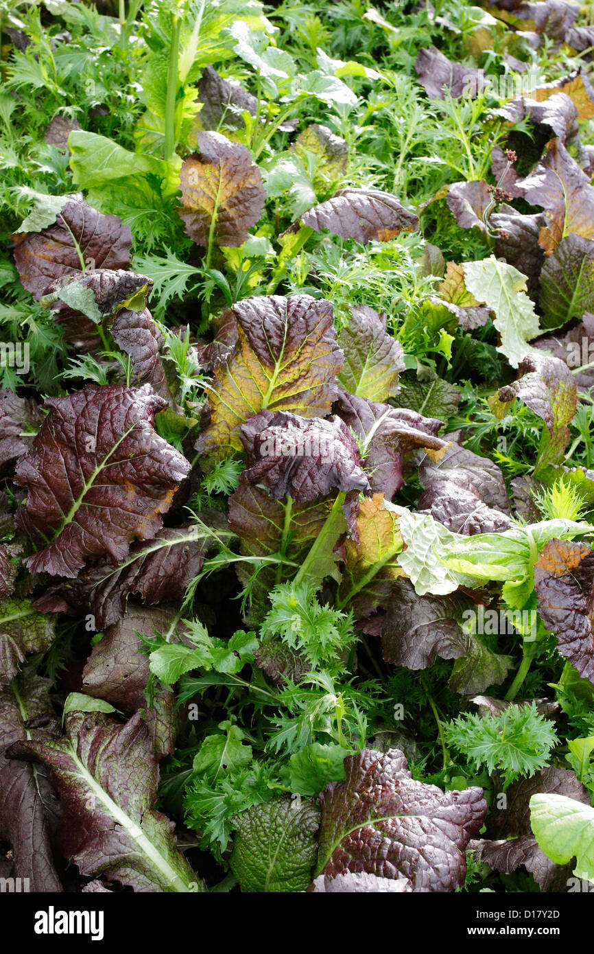 Mixed salad leaves covered in dew growing in a vegetable patch. Stock Photo