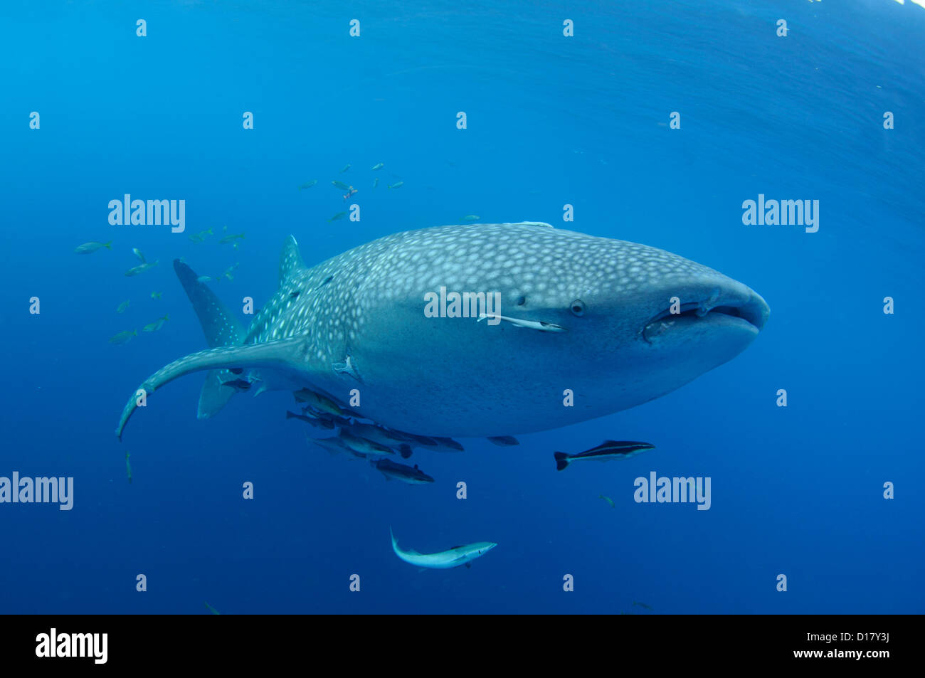 A whale shark, Rhincodon typus, feeds on small fish being fed to it from a fisherman on a bagan, Indonesia Stock Photo