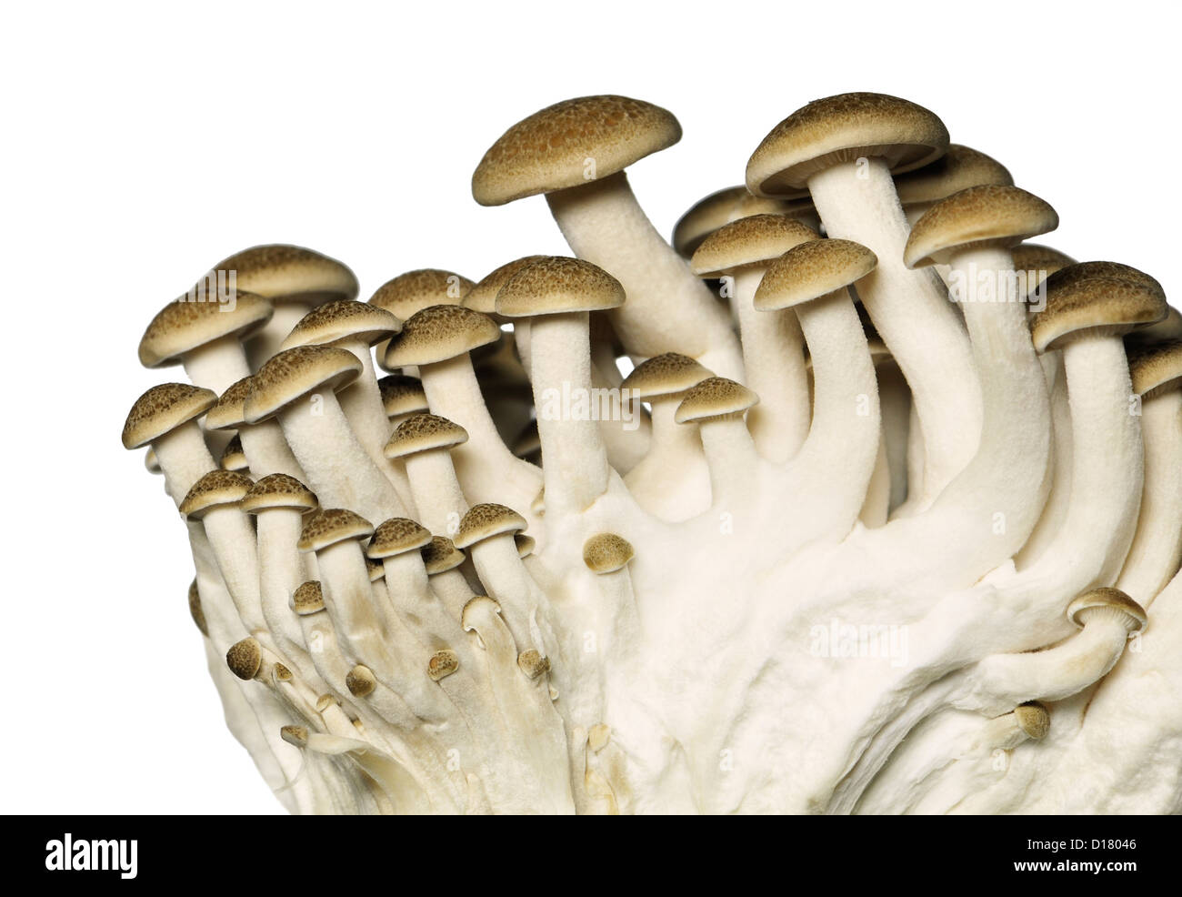 Buna Shimeji / Brown Beech mushrooms Stock Photo Alamy
