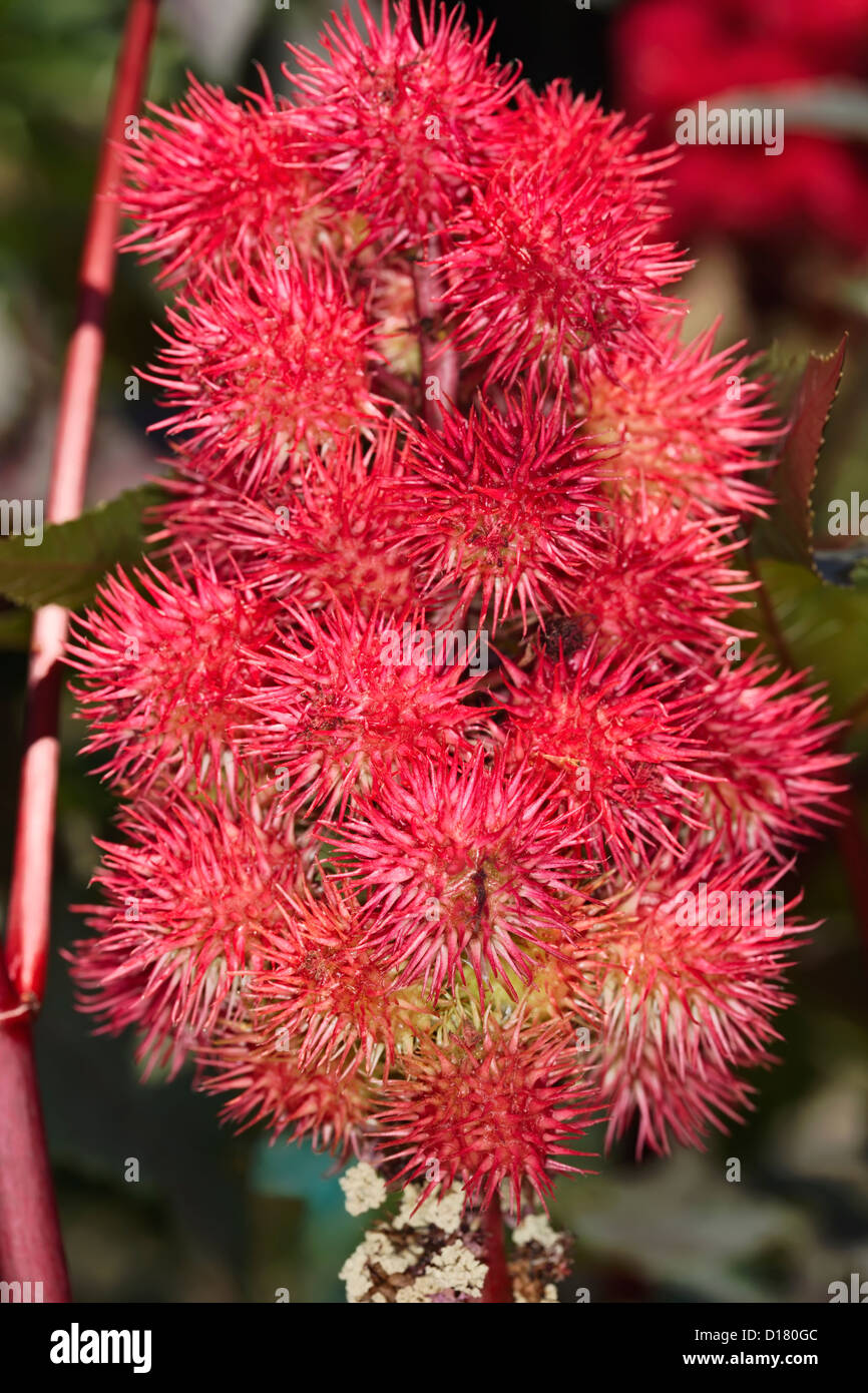 Castorbean ricinus communis hires stock photography and images Alamy