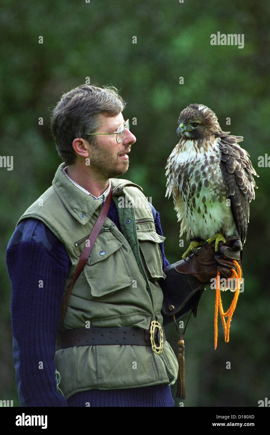 A falconer with a hawk UK Stock Photo