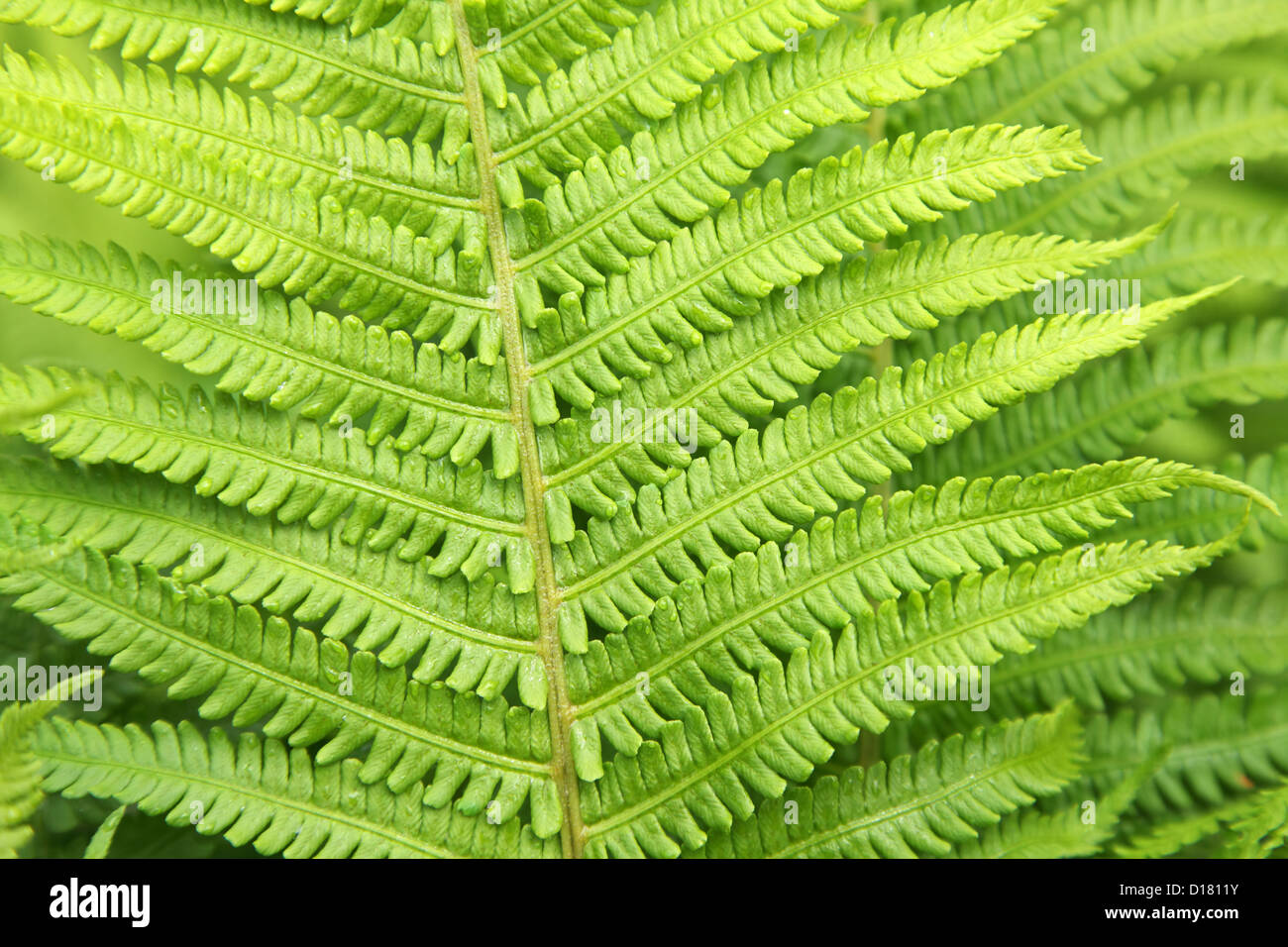 green fern leaf close-up, horizontal image Stock Photo