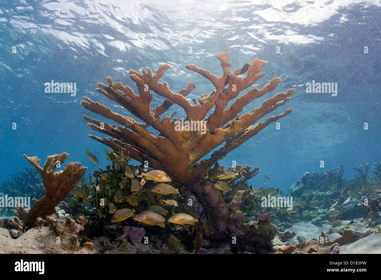 A healthy stand of Elkhorn Coral. Stock Photo