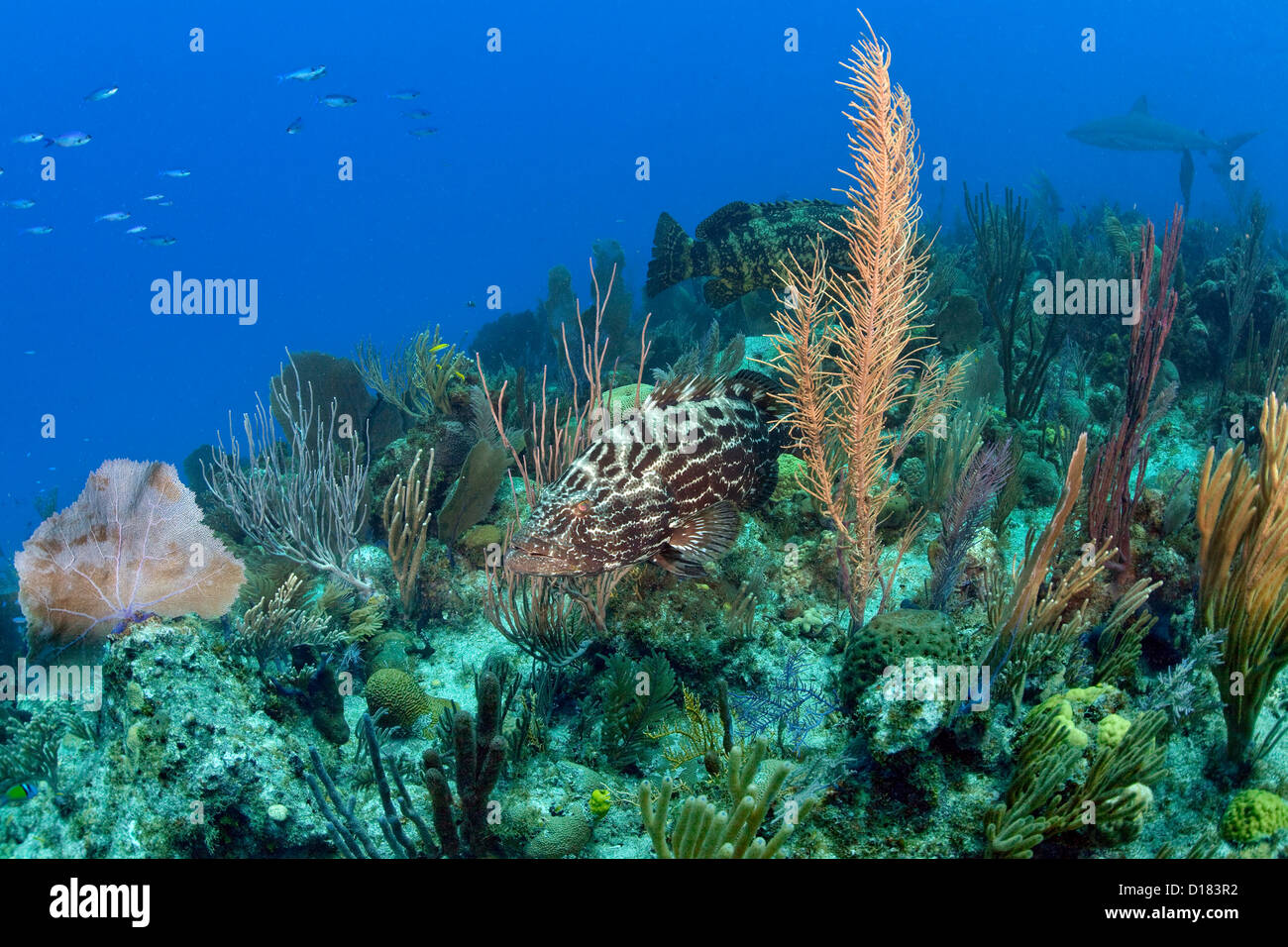 A grouper swims over a coral reef. Stock Photo