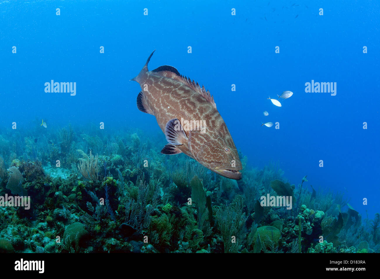A grouper swims over a coral reef. Stock Photo