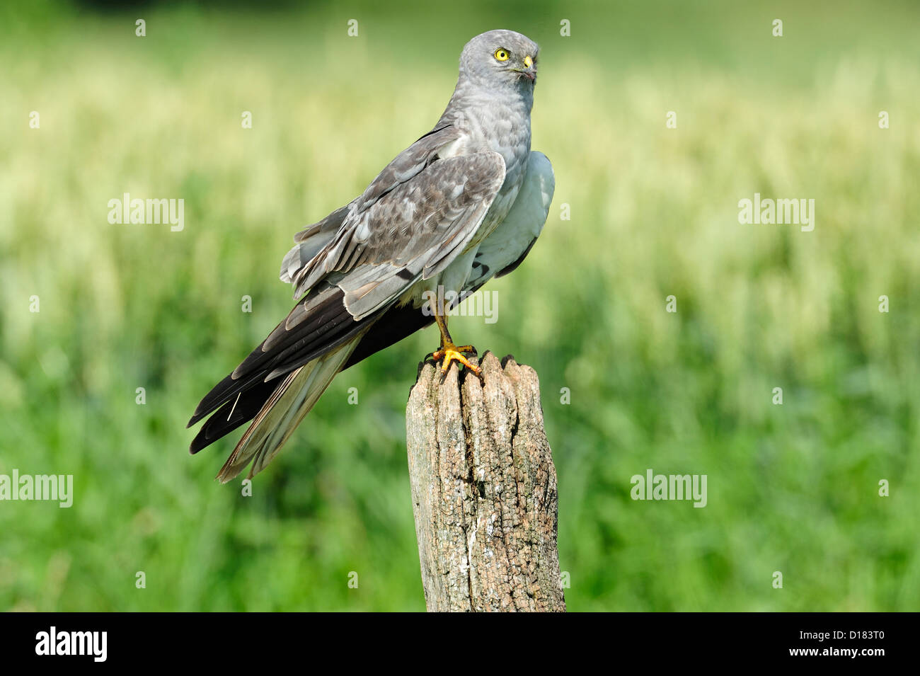 wiesenweihe-maennchen-circus-pygargus-montague-s-harrier-male