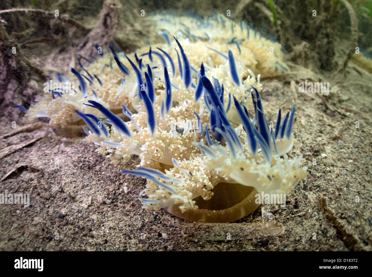 A colony of upside down jellies. Stock Photo