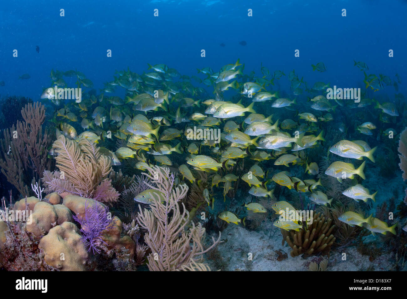 Schooling fish on a coral reef at Octopus Cave in Cuba. Stock Photo