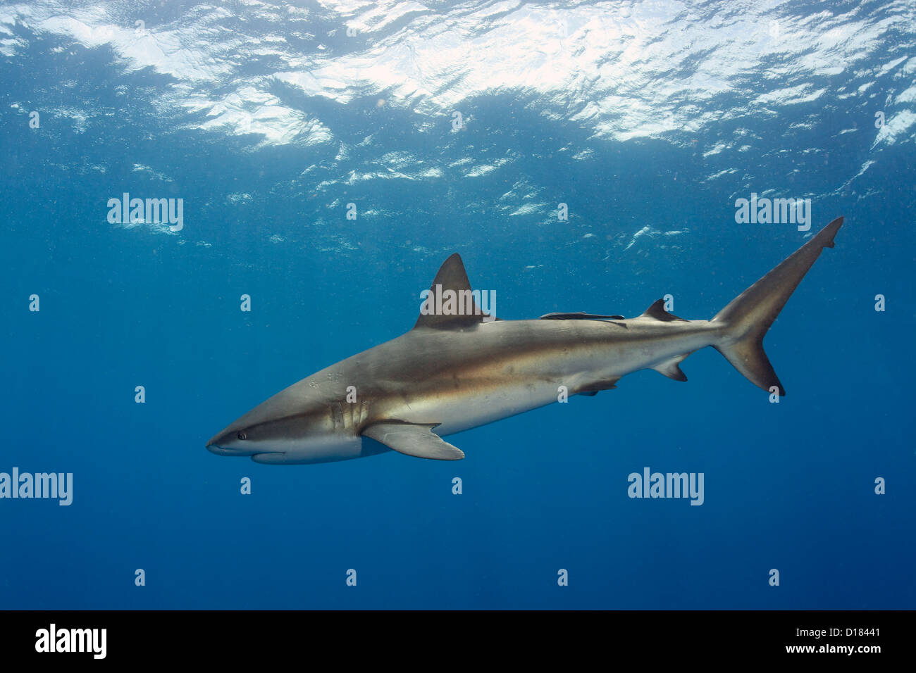 Caribbean reef shark Stock Photo