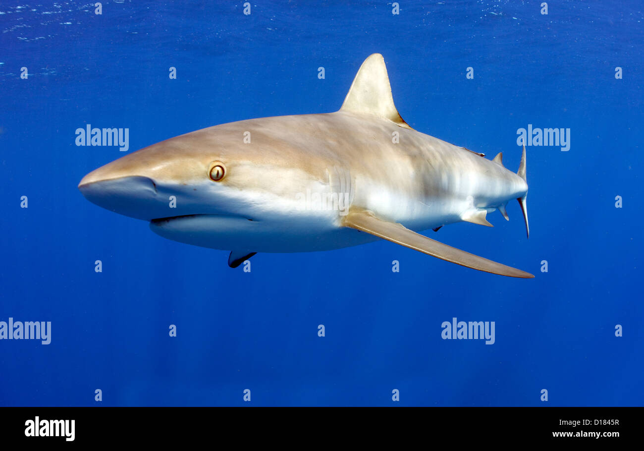 Caribbean reef shark - Cuba Stock Photo