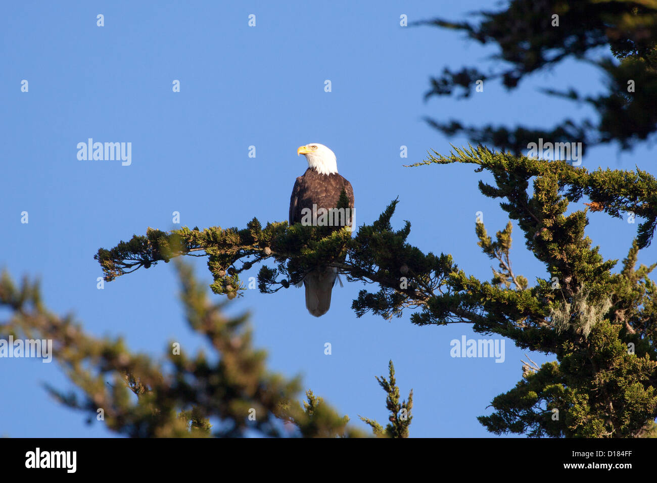A bald eagle rests in a tree near the Russian River on the northern coast of California. Stock Photo