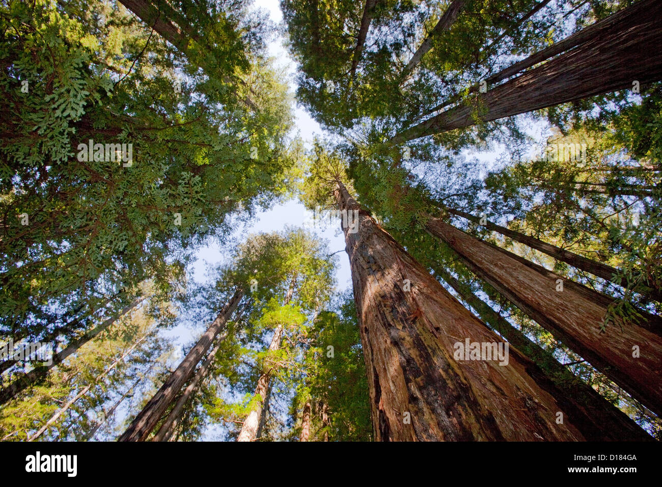 View from the bottom of a redwood tree forest looking to the tops. Yosemite National Park. Stock Photo