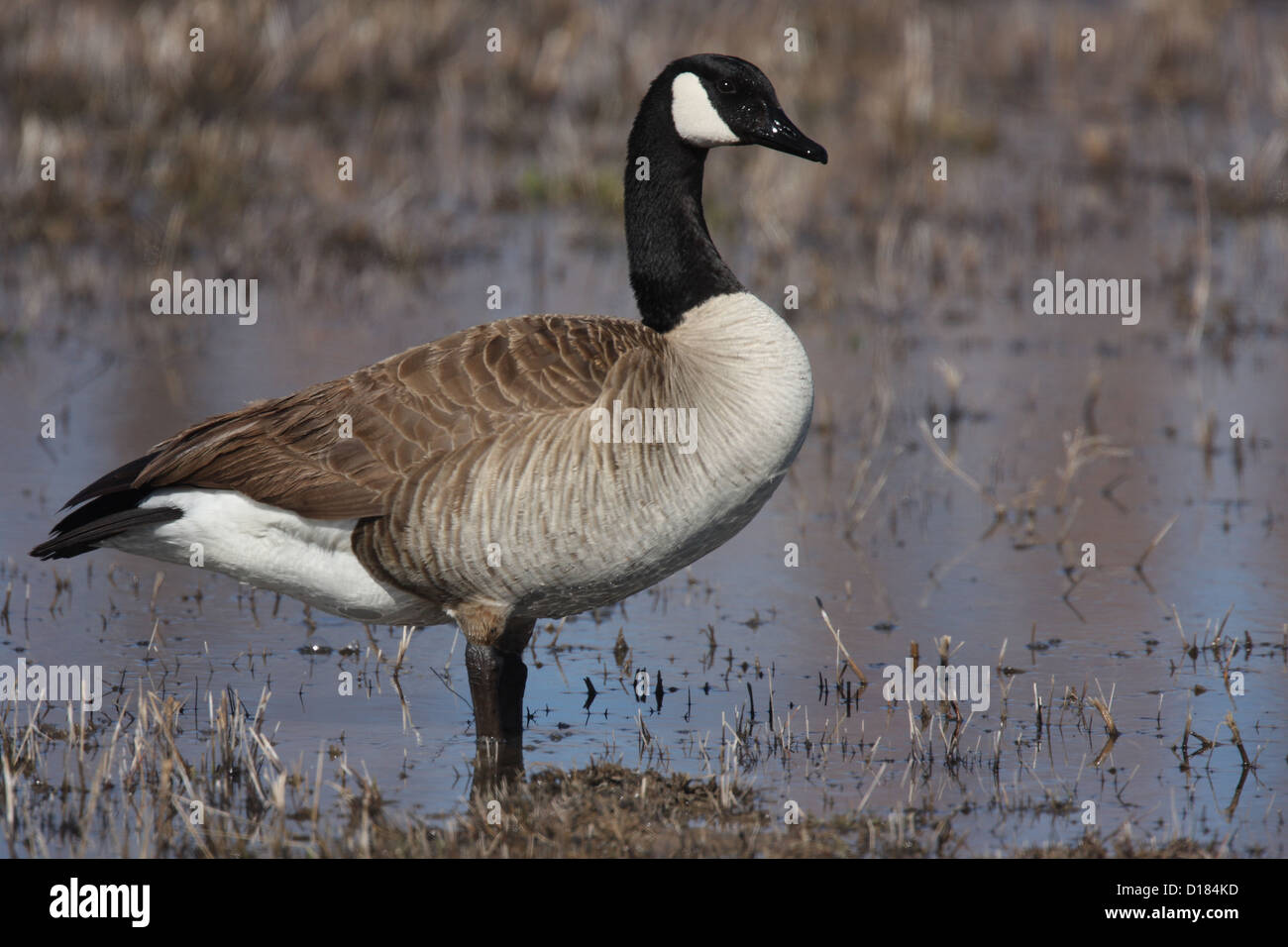 Standing canada goose hi-res stock photography and images - Alamy