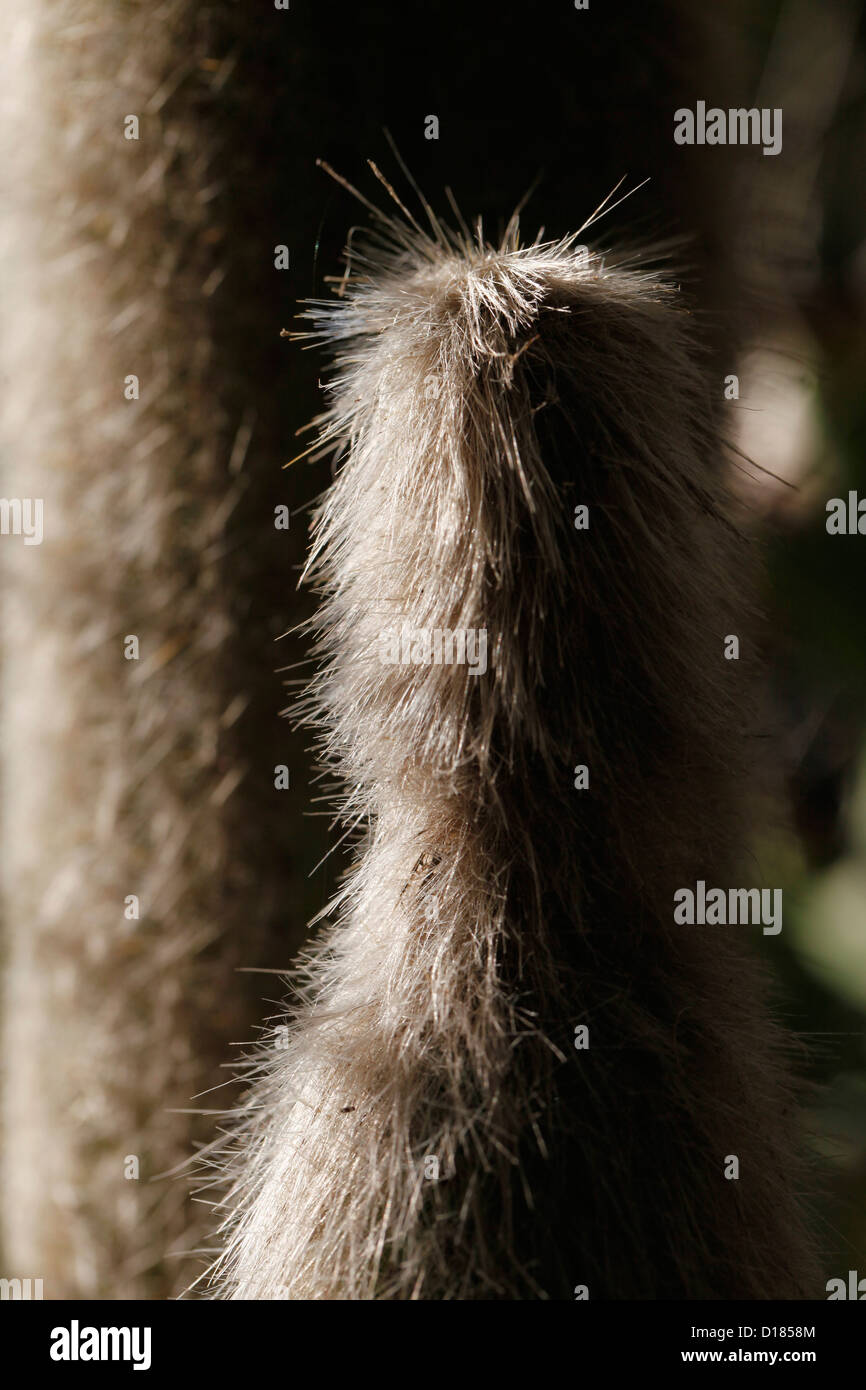 Cleistocactus strausii silver torch or wooly torch is a perennial cactus of the family Cactaceae in Bolivia Stock Photo