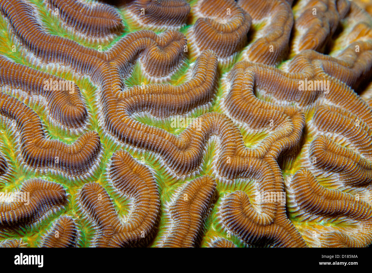 A close-up view of coral at the Swan Islands, Honduras. Stock Photo