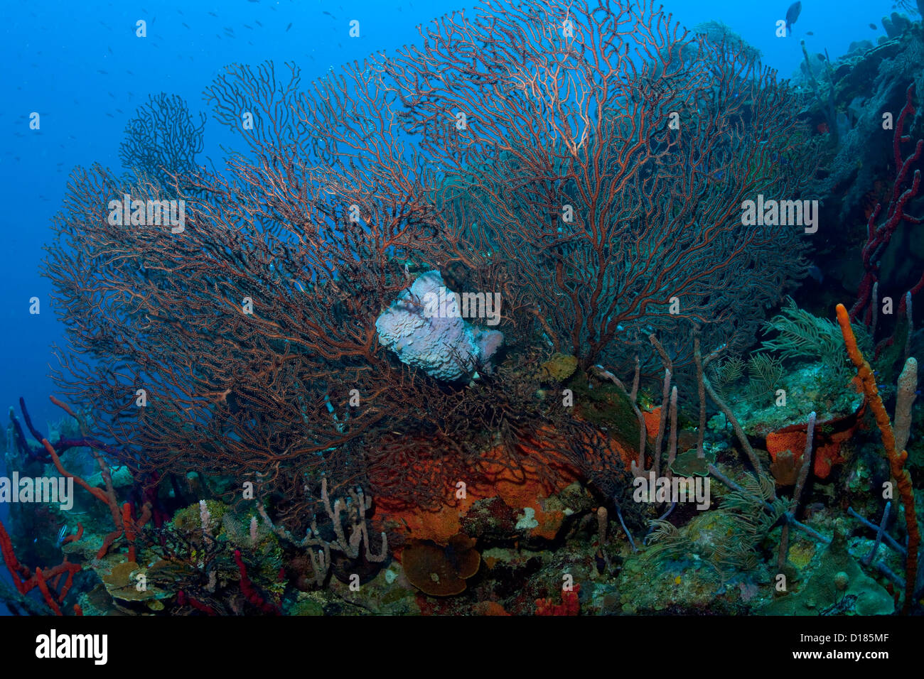 A large Gorgonian coral off the coast of the Swan Islands, Honduras. Stock Photo