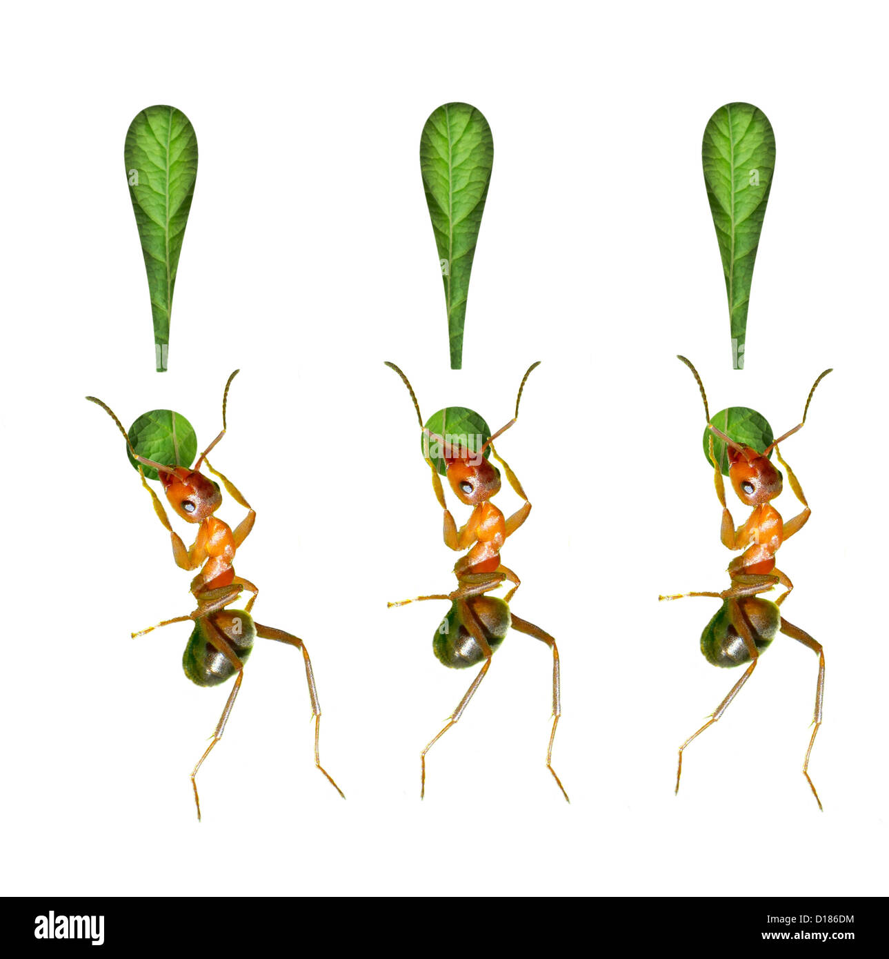 The ant and the exclamation mark Stock Photo