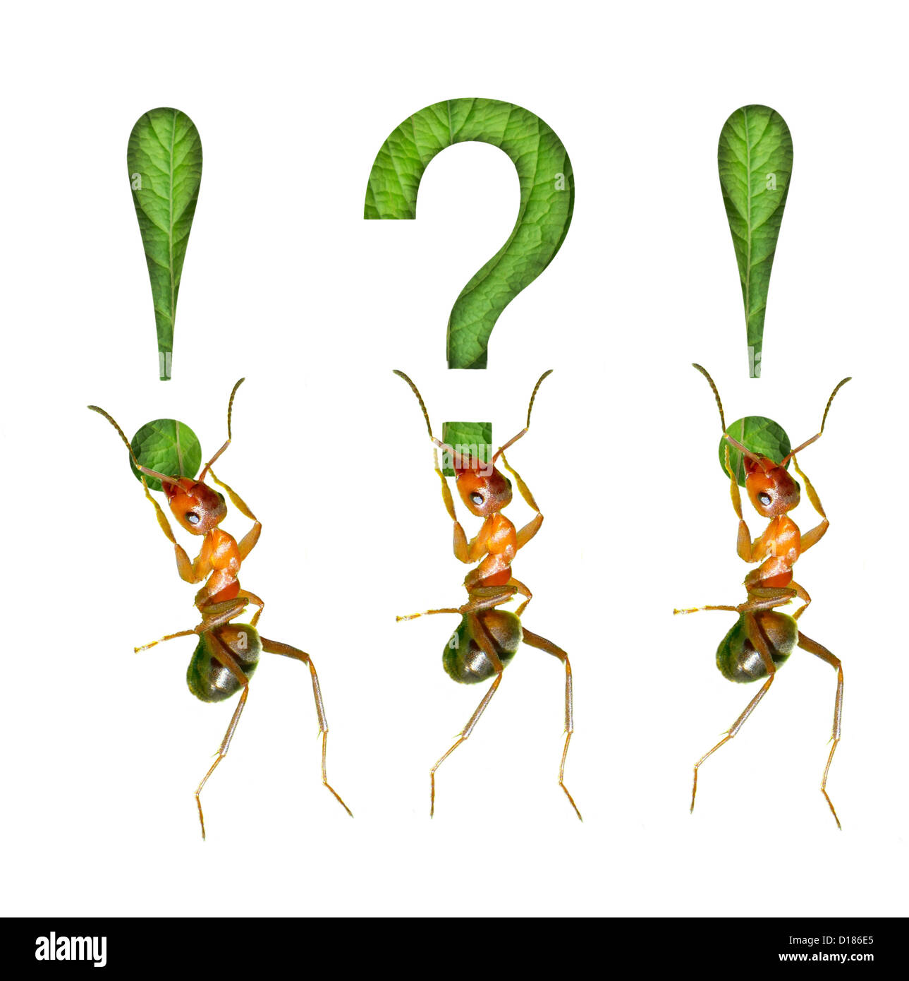The ant and the exclamation mark Stock Photo