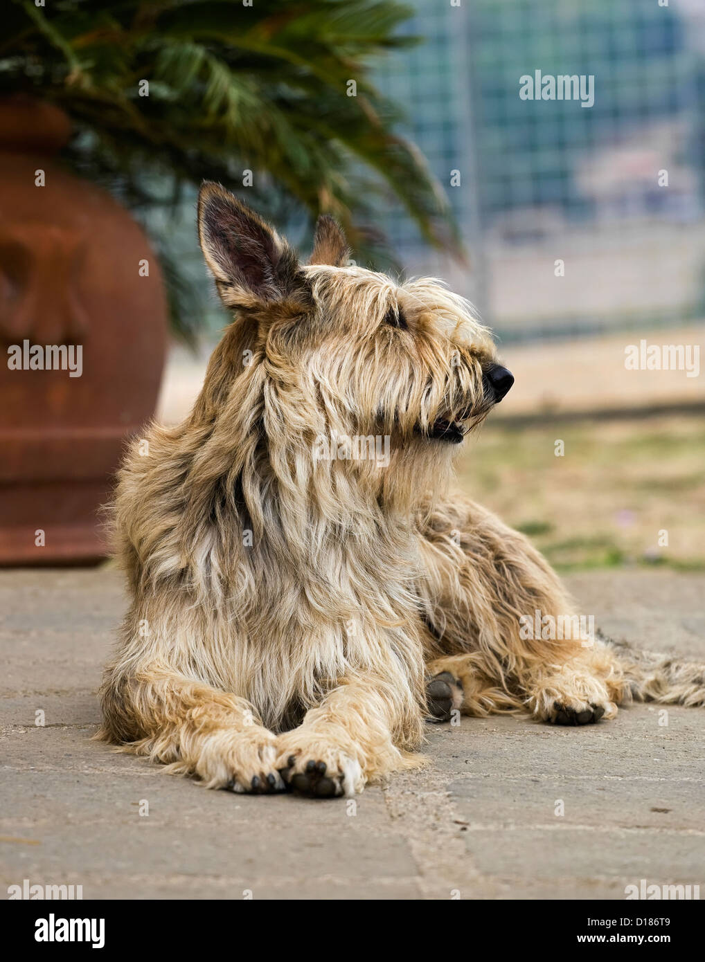 Italy, Berger picard dog Stock Photo