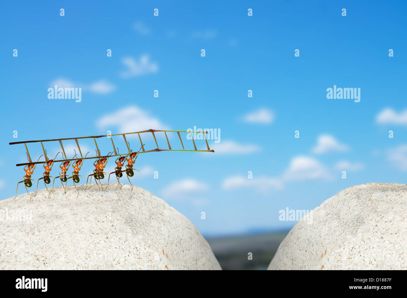 Ant engineers to build bridges Stock Photo