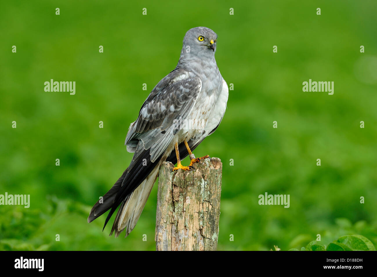 Wiesenweihe, Maennchen (Circus pygargus) Montague's Harrier, male • Bayern, Deutschland Stock Photo