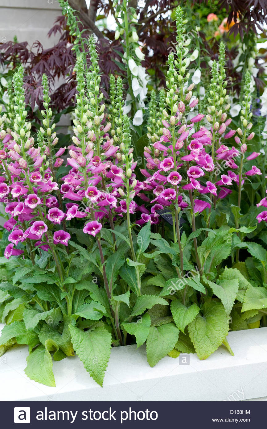 Camelot Stock Photos & Camelot Stock Images Alamy