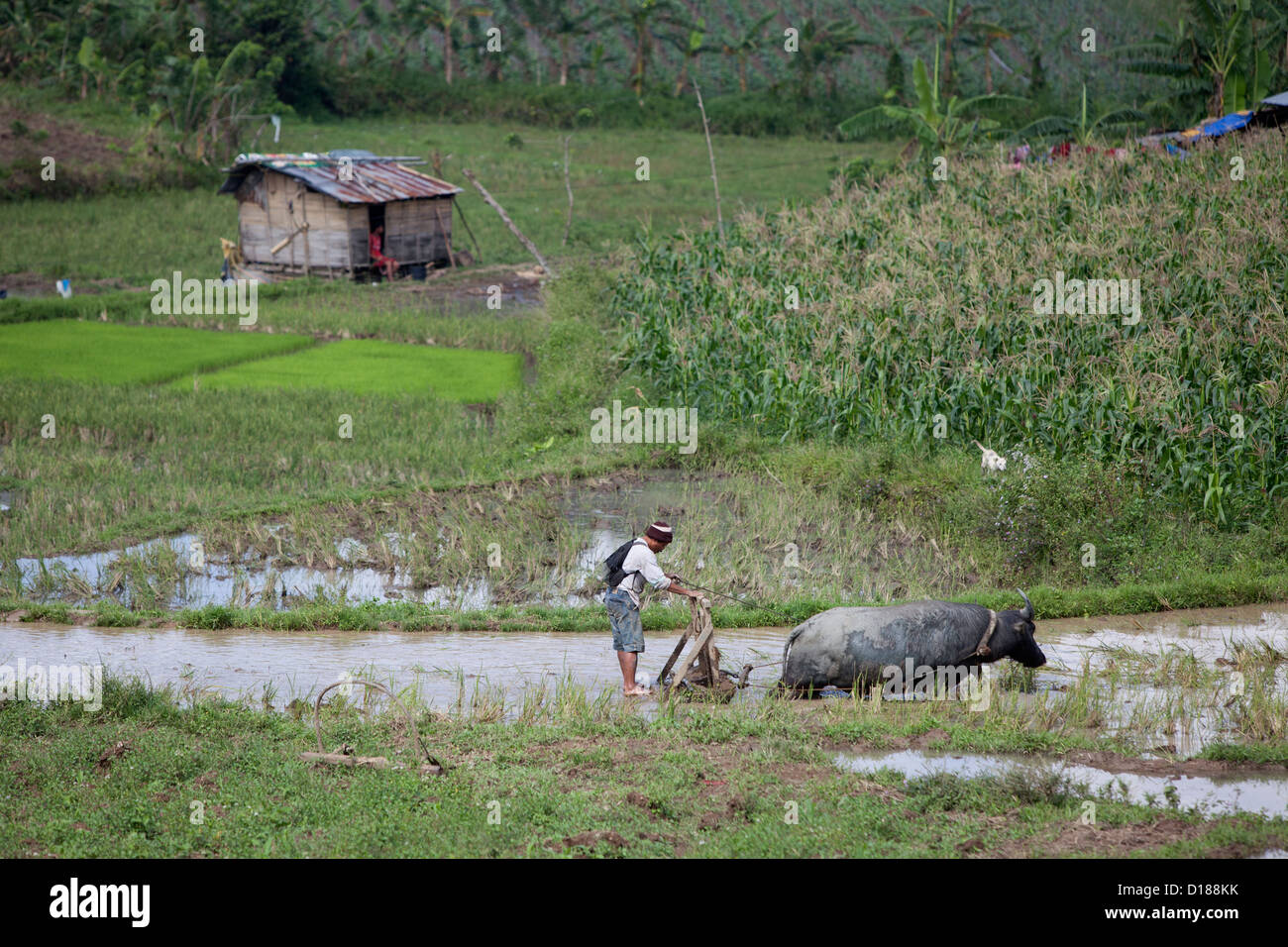 Farmer harrowing rice field with Carabao, Cebu mountains,Philippines Stock Photo