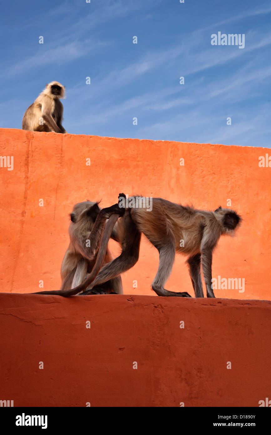 India, Rajasthan, Jaipur, indian monkeys at the Amber Fort Stock Photo ...