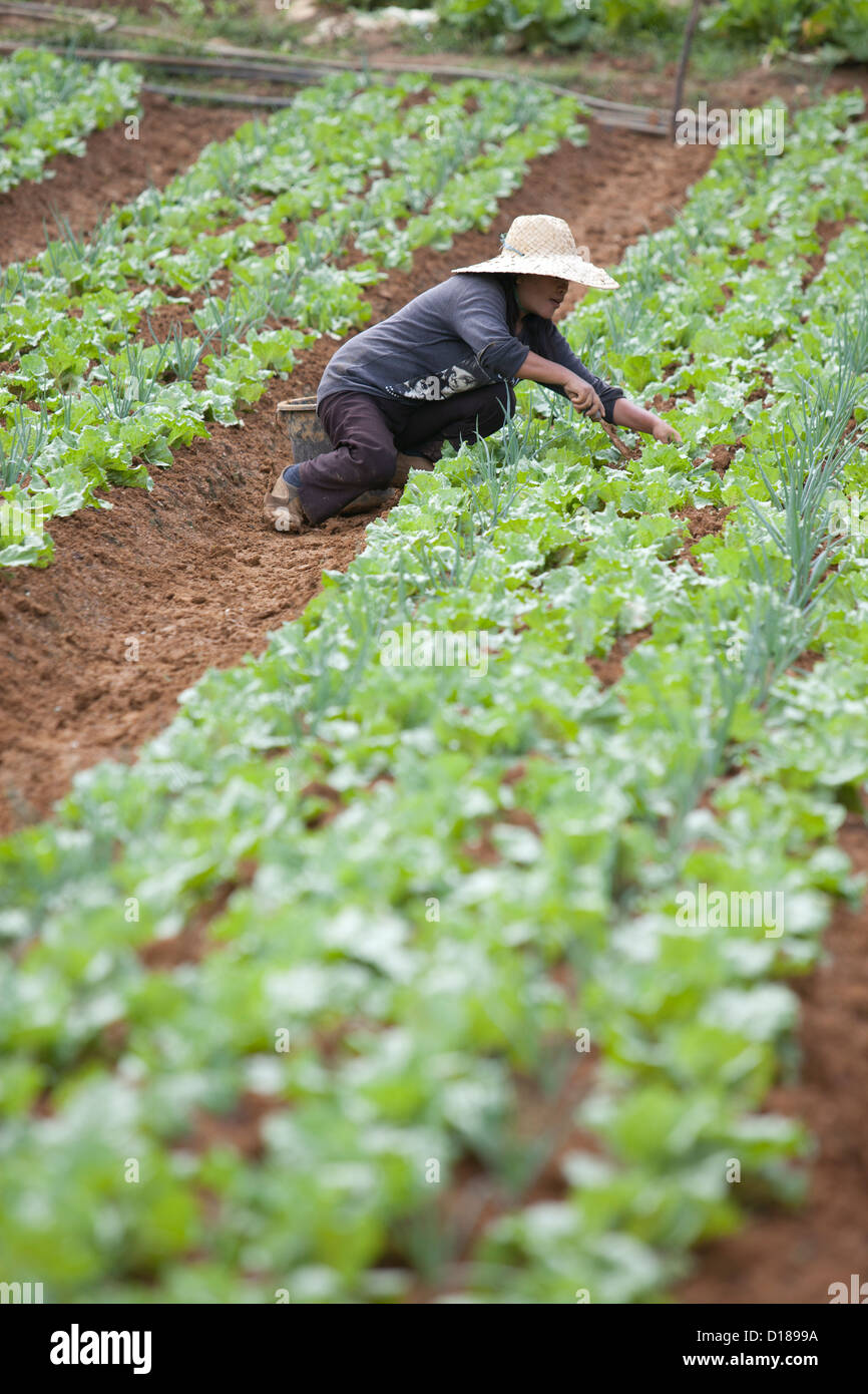 Intercropping hi-res stock photography and images - Alamy