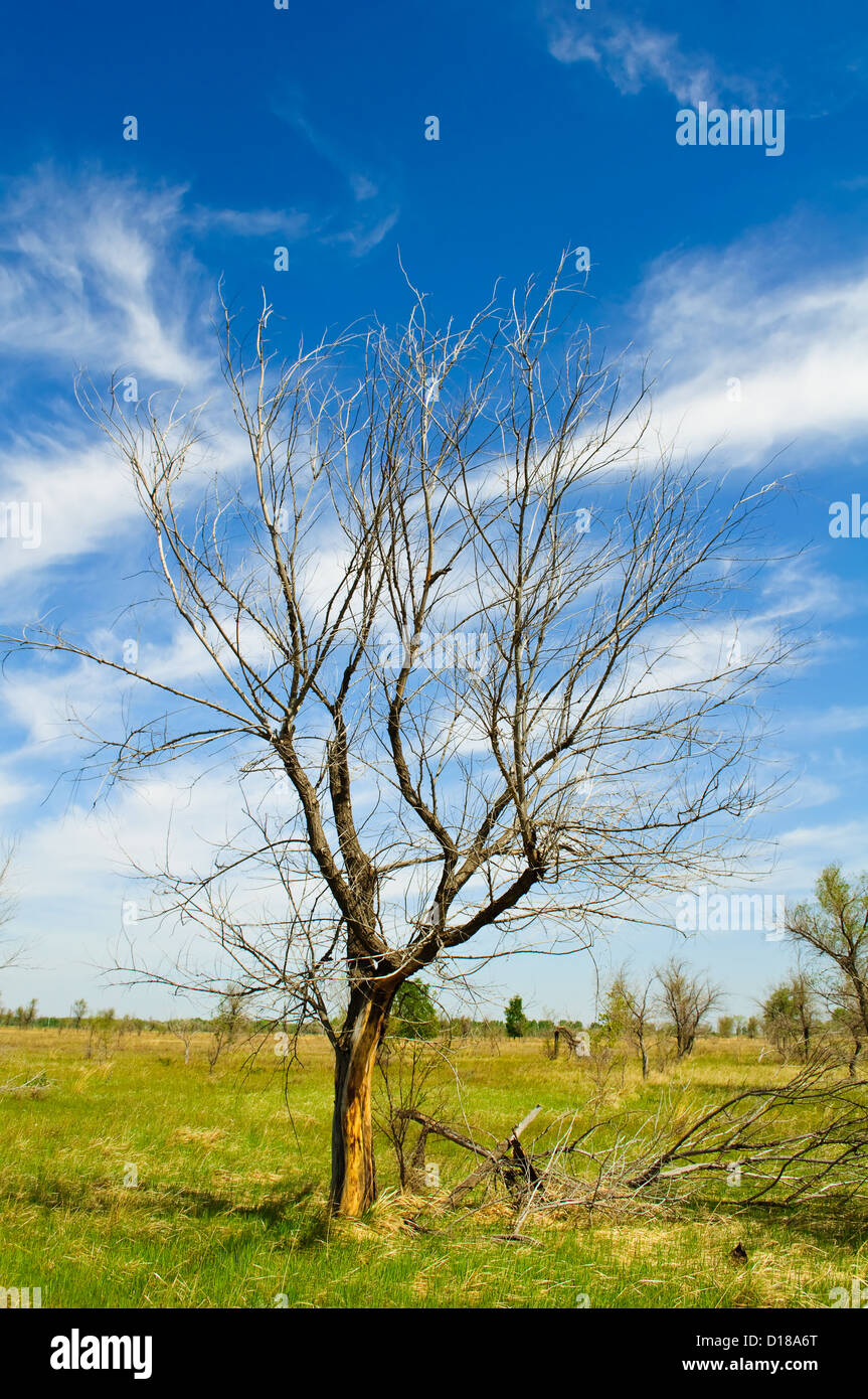 Dead elm tree hires stock photography and images Alamy